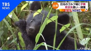 【Nスタ】日光のゴルフ場に子熊、吹き矢使い捕獲