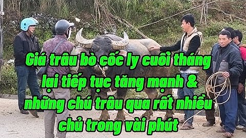 Giá trâu bò chợ cốc ly ngày 25/11/2025 lại tiếp tục tăng mạnh mới nhất 