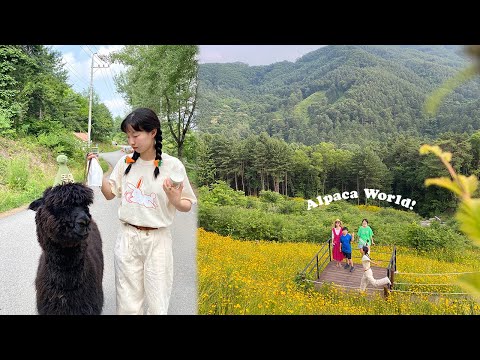 한국에서 알파카랑 힐링할 수 있는 곳🌿 강원도 홍천 여행 VLOG🦙 | <strong>JI</strong> WON <strong>지원</strong>