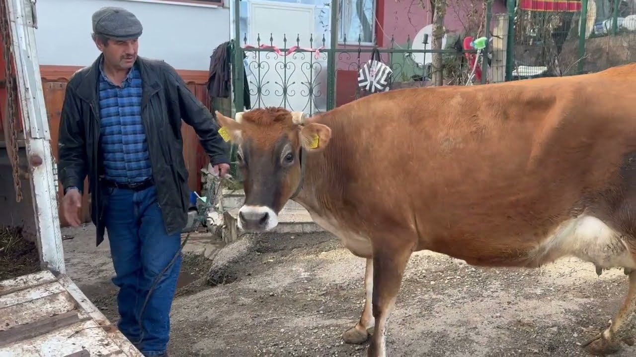 120.000₺ ALDIĞIMIZ BOL KAYMAK VEREN İNEK 🐮 