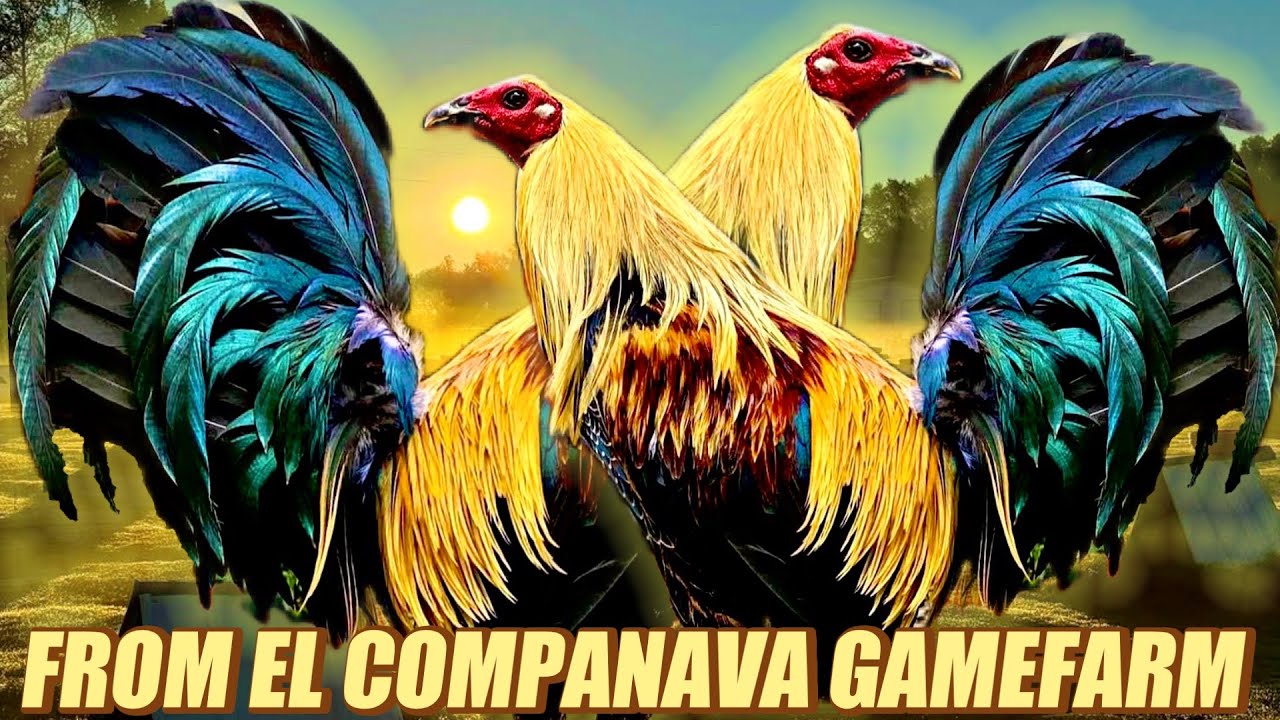 Cardinal Greys Regular Hatch Popeye - FROM EL COMPANAVA GAMEFARM