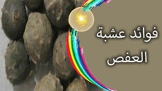 هل تعلم ما هى فوائد عشبة العفص ؟