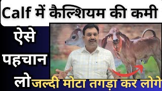 Calf में कैल्शियम की कमी ऐसे पहचान लो जल्दी मोटा तगड़ा कर लोगे 👍Calf Ko Mota Tagda Kaise Kare