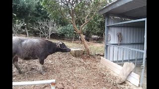 陽明山擎天崗多隻水牛近期接連死亡，民眾發現，陽明山國家公園管理處將山上水牛「依依」母女運到新北金山，但未告知新北動保處，...