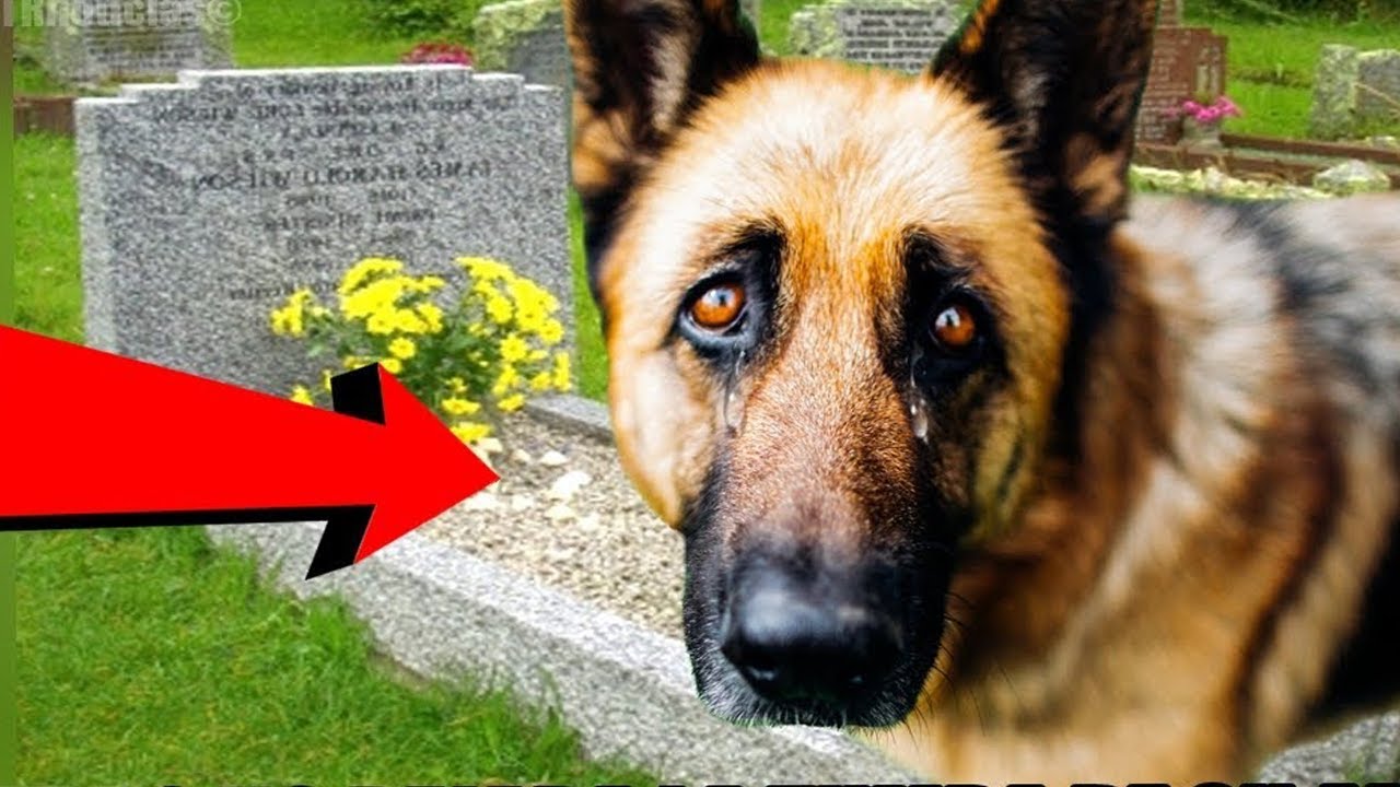 Il cane tornava ogni giorno a vegliare sulla tomba del suo proprietario ...