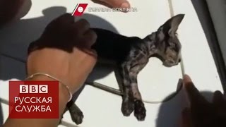 Спасатели сделали искусственное дыхание котенку Спасатели сделали искусственное дыхание котенку