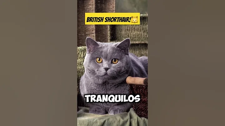 Video 4984511: british shorthair cat, gato british shorthair
