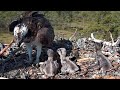 #4 Sääksilive | Osprey Cam in Finland | June 20, 2023 | 09.00