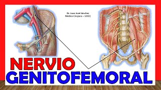 🥇 Anatomía del NERVIO GENITOFEMORAL (Genitocrural). ¡Explicación Fácil y Sencilla!