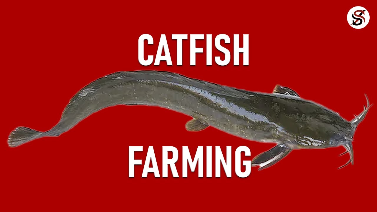 Catfish Farming in Nigeria    Free Practical Training on Our Farm