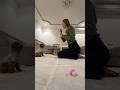 Медведь играет#dog #животные #рекомендации #питомцы #тренд #собаки #милыеживотные #забавныеживотные