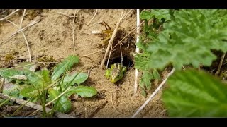 Male sand lizards in their spring finery fighting over territory on the Sefton sand dunes