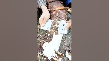 You’ve Been Peeling Taro Wrong All Along! #shorts