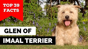 99% of Glen of Imaal Terrier Owners Don't Know This