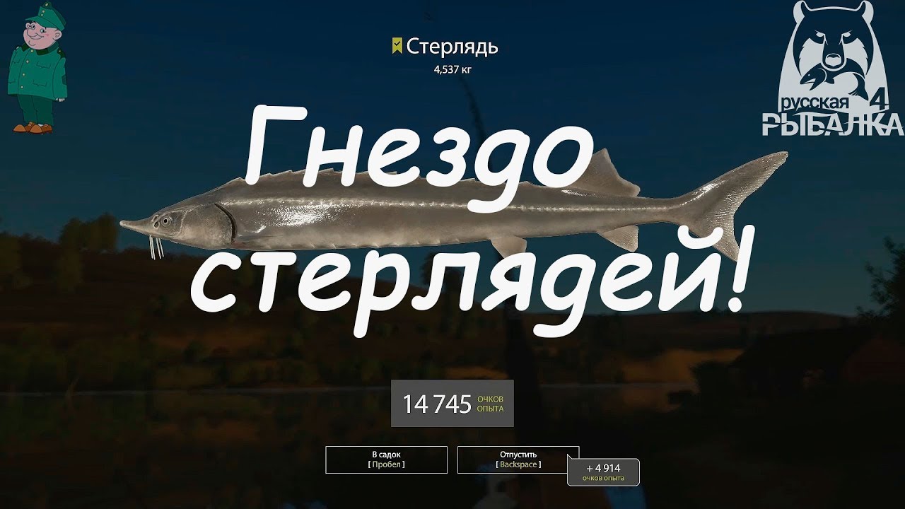 Реальная рыбалка стерлядь волга