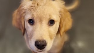 1 opportunity that so many people miss with their puppy. by Puppy Steps Puppy Training 2,198 views 3 months ago 1 minute, 35 seconds