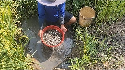 Giải cứu cá rô đồng mắc cạn (T127) 