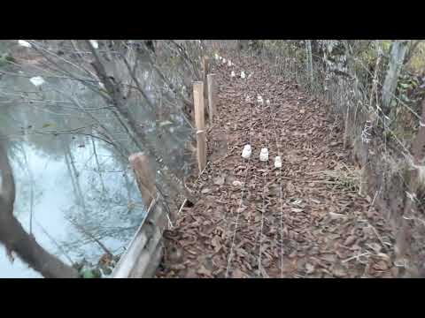 თევზის დაცვა წავისგან და მჭამელებისგან მარტივად _tevzis dacva mchamelebisgan  martivad