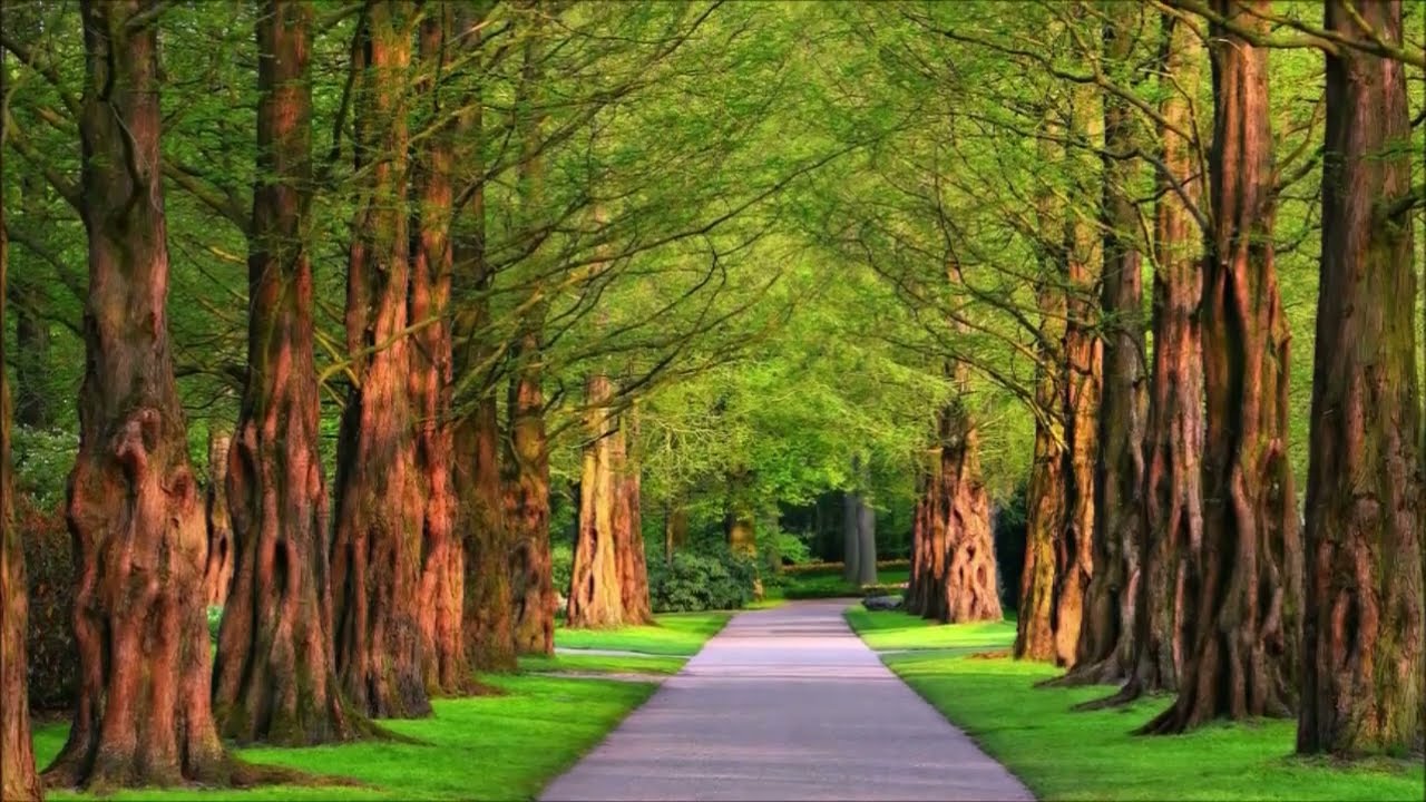 In 1998, the Arnold Arboretum's magazine, Arnoldia, named this as the “tree of the century ”
