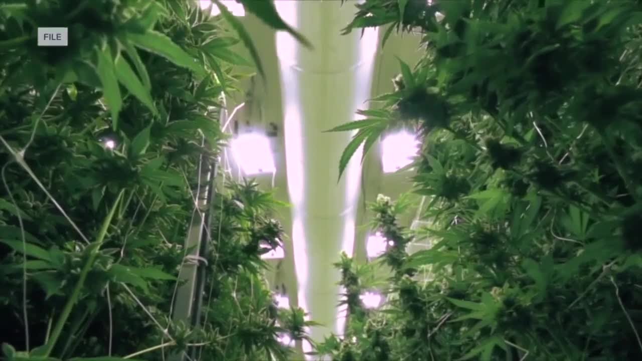 Several local municipalities to get money from marijuana revenue sharing program