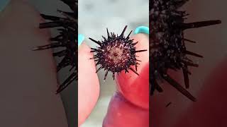 Holding a tiny sea urchin Playa del Carmen Mexico tropical Caribbean tidal pool beach animal life