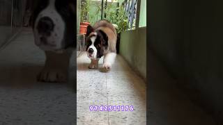 India’s The Best Saint Bernard Puppy #stbernard #saintbernard #dog #puppy #viral #trending #shorts