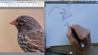 The Beak of the Finch