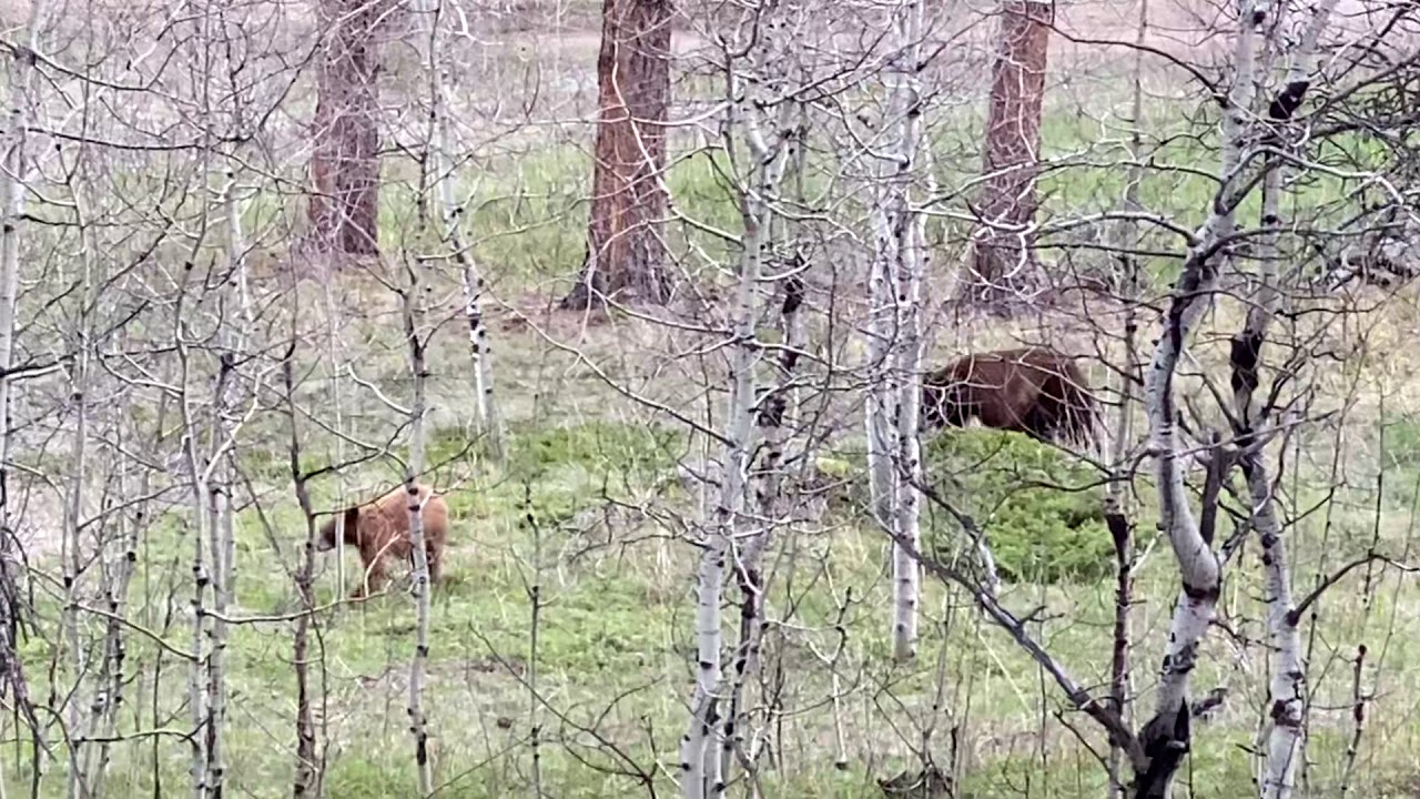 Momma Bear and Two Cubs - YouTube