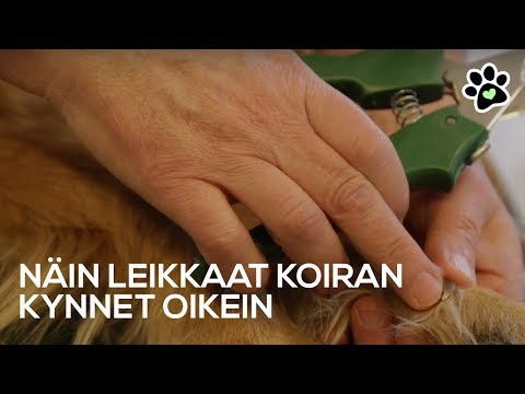 Leikkaa koiran kynnet oikein | Koiran kynsien leikkaus | TassuApu