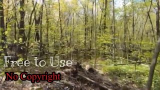 Free Nature Video Clip Without Music - Just Nature Sounds No Copyright Royalty Free |Kyle’s Music NC screenshot 5