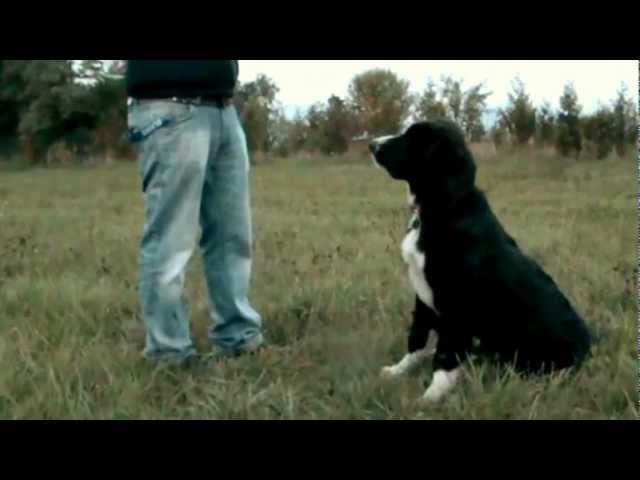 romanian hunting dog