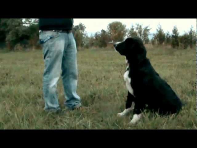 romanian raven shepherd