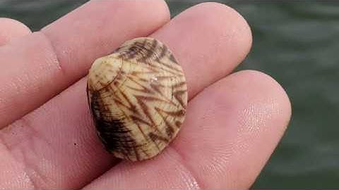 Long Island Shellfish Restoration clam drop