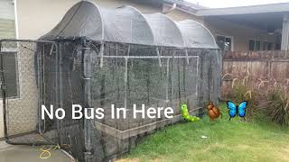 🍒 #outdoor Cannabis Grow 8-20-23 🎼🍒👍🏿 Popin Clones 👌🏿 Easy Pezy 🌱 💧Yup Its Raining 🌧