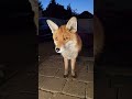 Wild Fox Looking Cute To Try And Get More Food Animal Wildfox Animals Foxes Fox Urbanfox Cute Wild Fox Looking Cute To Try And Get More Food Animal Wildfox Animals Foxes Fox Urbanfox Cute