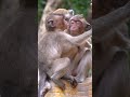 Really lovely baby monkey look very adorable  wildlife adorable news