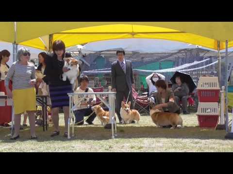 2017/04/29御前崎☆コーギー牡ジュニアYA→ウィナース戦