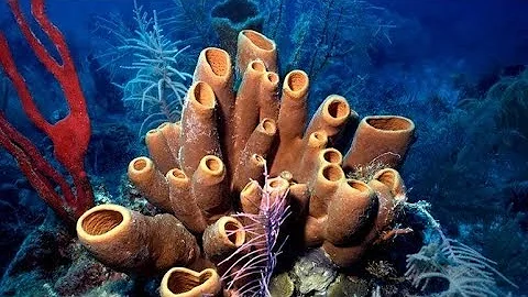 Come si muovono le spugne di mare?