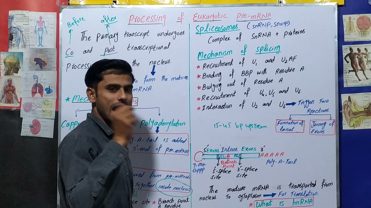 Eukaryotic mRNA Processing-3/3:Splicing(Biochemistry_Ch