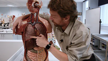Where is lung pain felt?