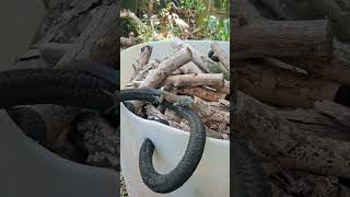 BZS Micro Forest BioBlitz 2026