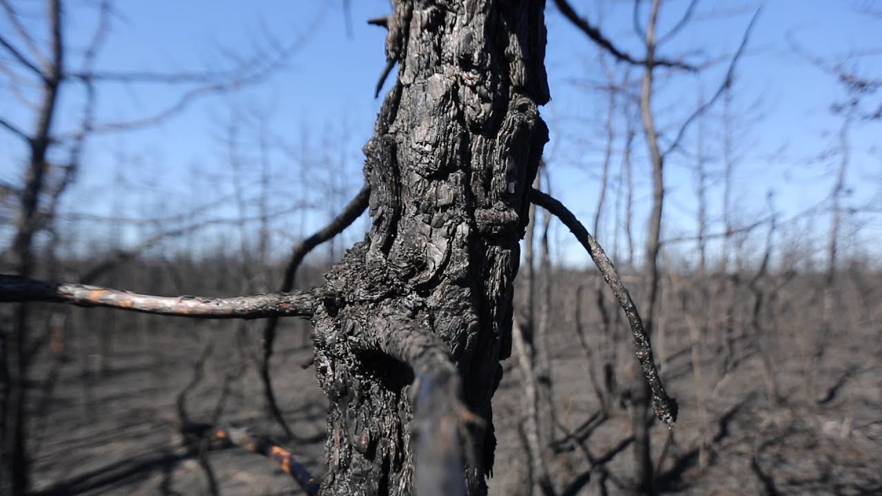 Massive blaze leaves a scorched landscape in the N.J. Pine Barrens