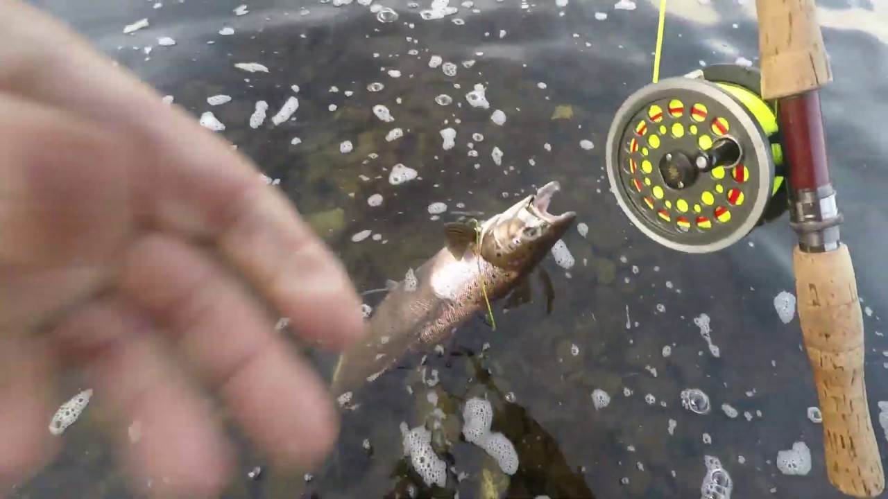 Salmon fishing on the river Tweed at Cardrona 23rd September 2019 YouTube