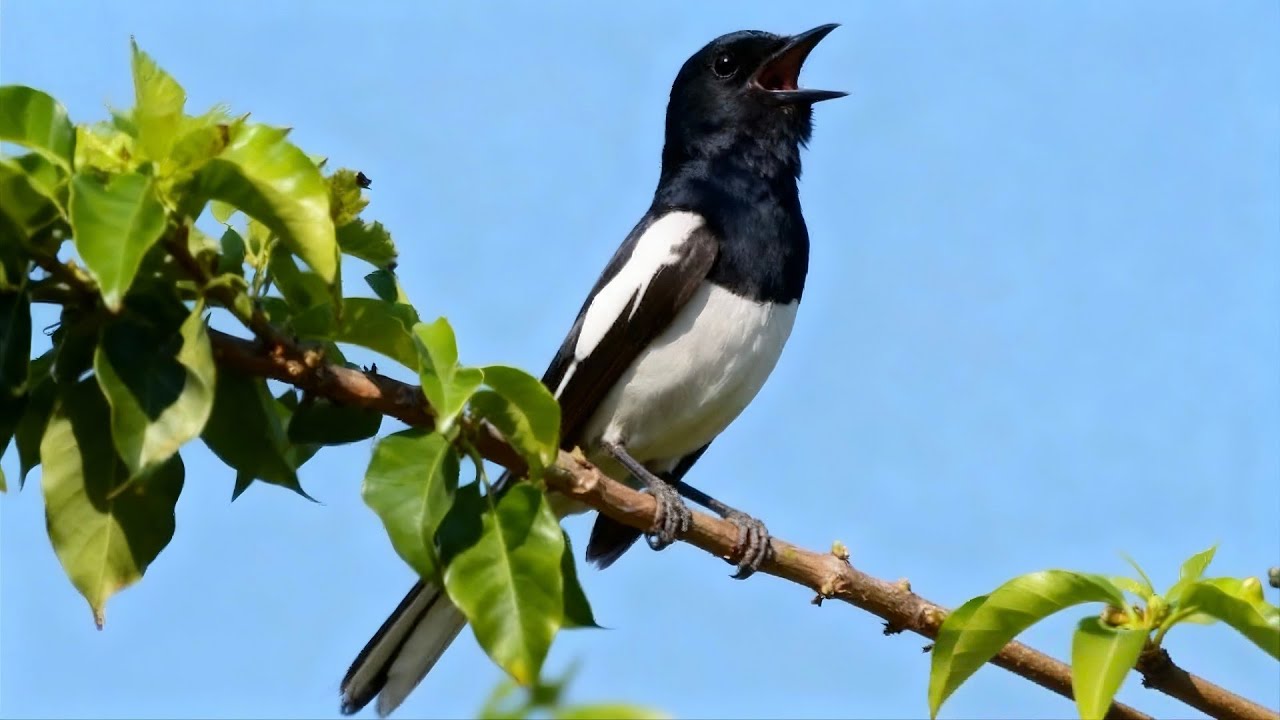 Kacer Gacor dengan Irama Kicau Alami yang Bikin Nyaman