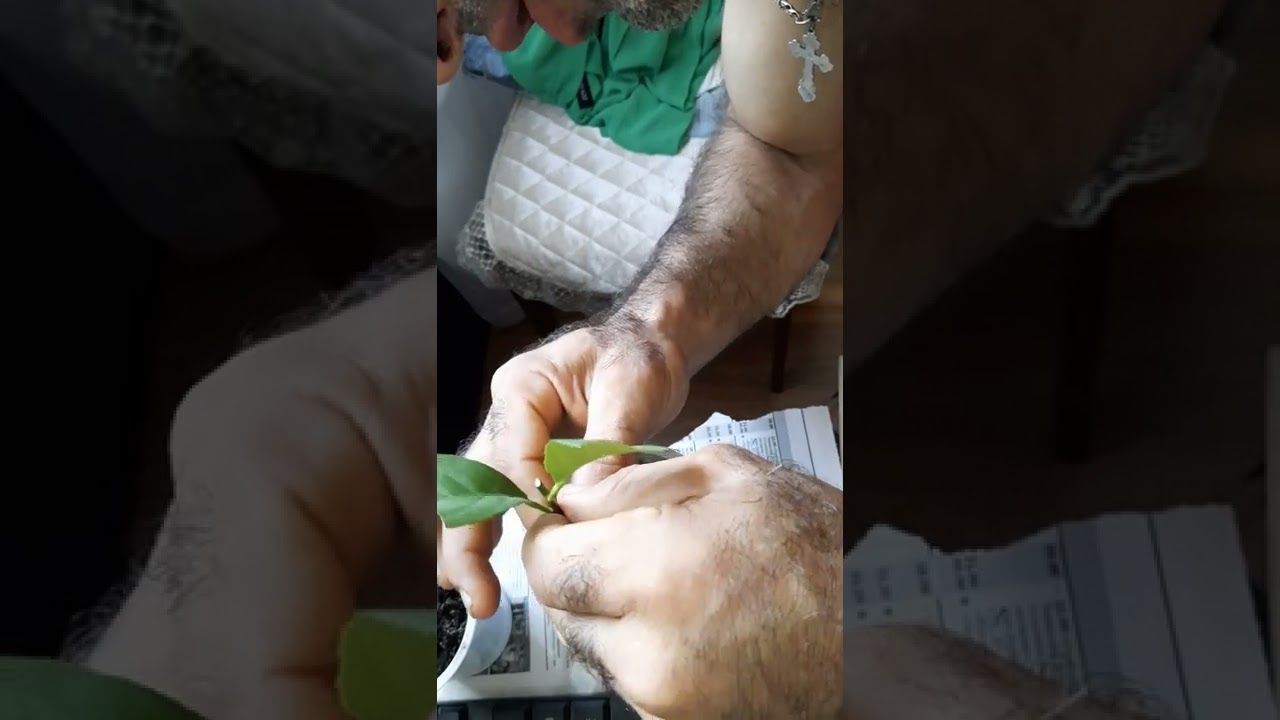 прививка на цитрус 1)պատրաստվում լիմոնի և նարնջի վրա