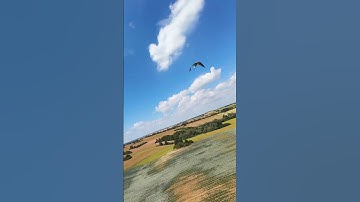 bird chase #fpv