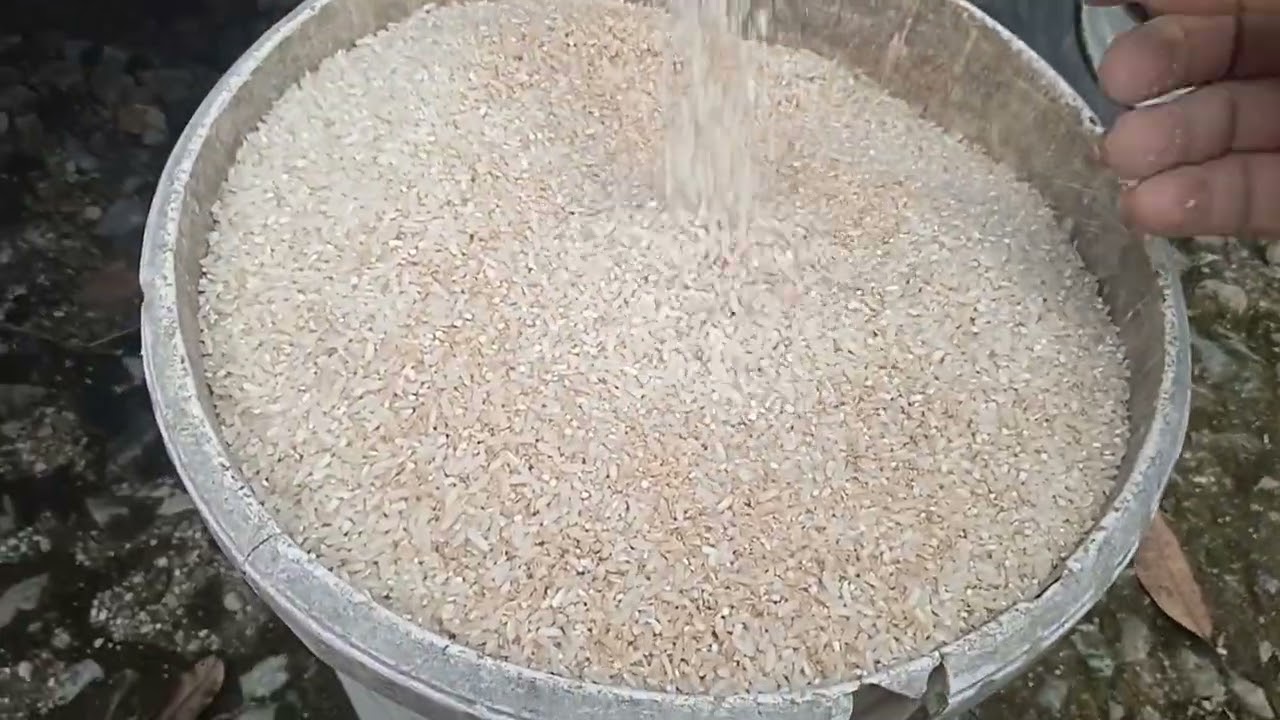 Selep ledok keliling hampir punah di kota q 