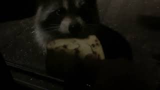 Raccoon snack time1