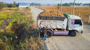 Starting A New Project! Bulldozer Komatsu D20P Fill Land into rice field, Dump truck 5Ton Unloading