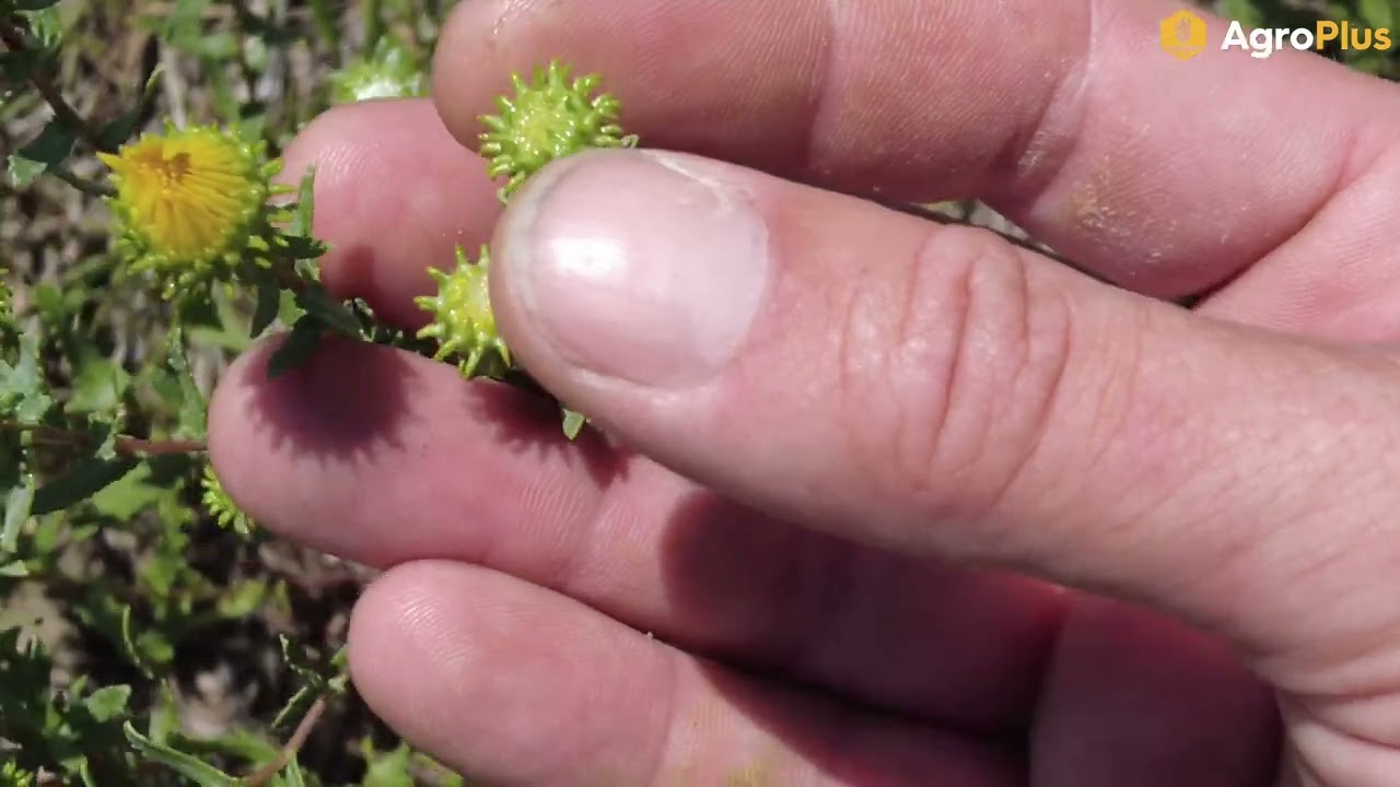 Новости AgroPlus с мест событий, 1 августа 2025 г.